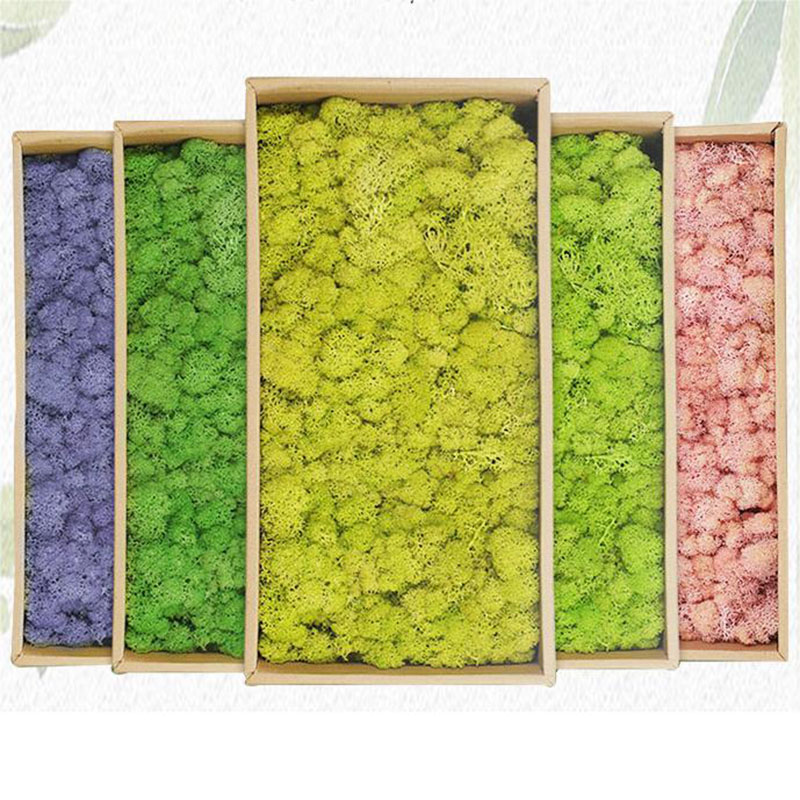 20g Artificial Green Moss Plan - Sphagnum Moss Dry recension och pris